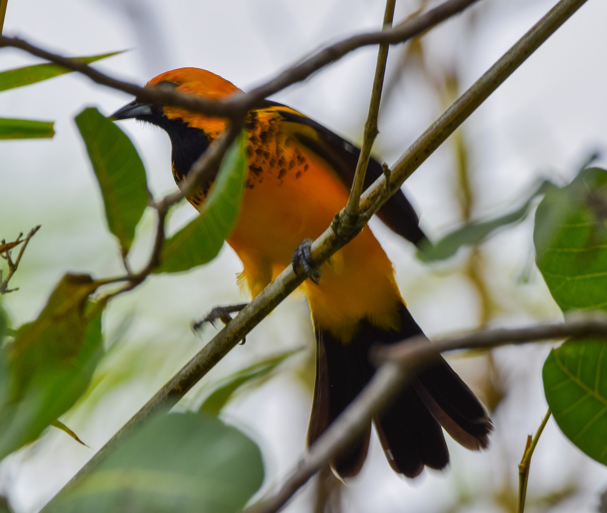 Spot-breasted Oriole - ML647120299