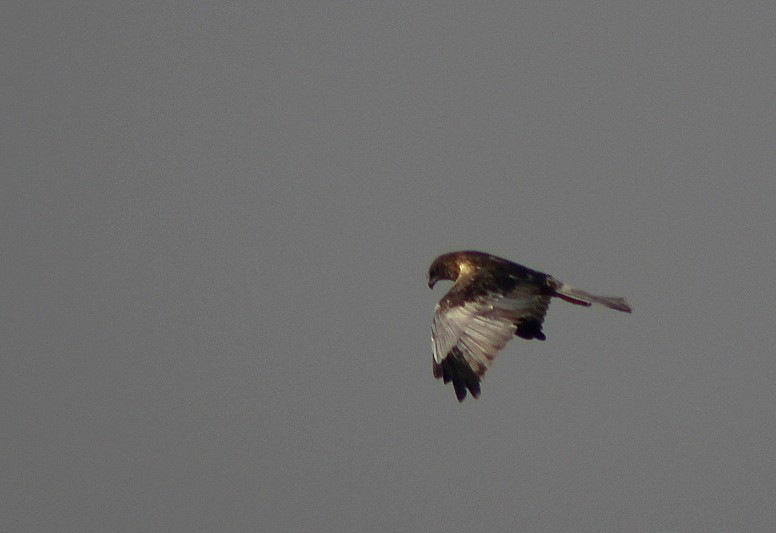 Western Marsh Harrier - ML647120300