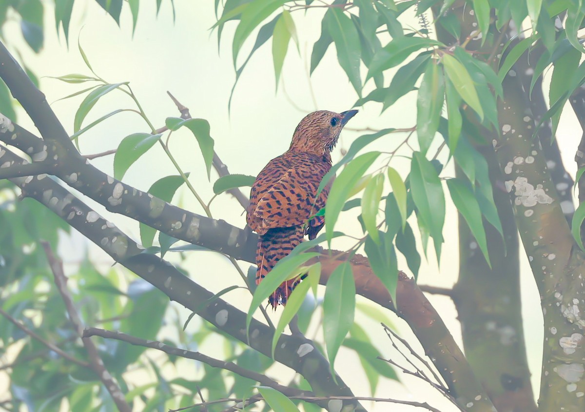 Rufous Woodpecker - ML647120301