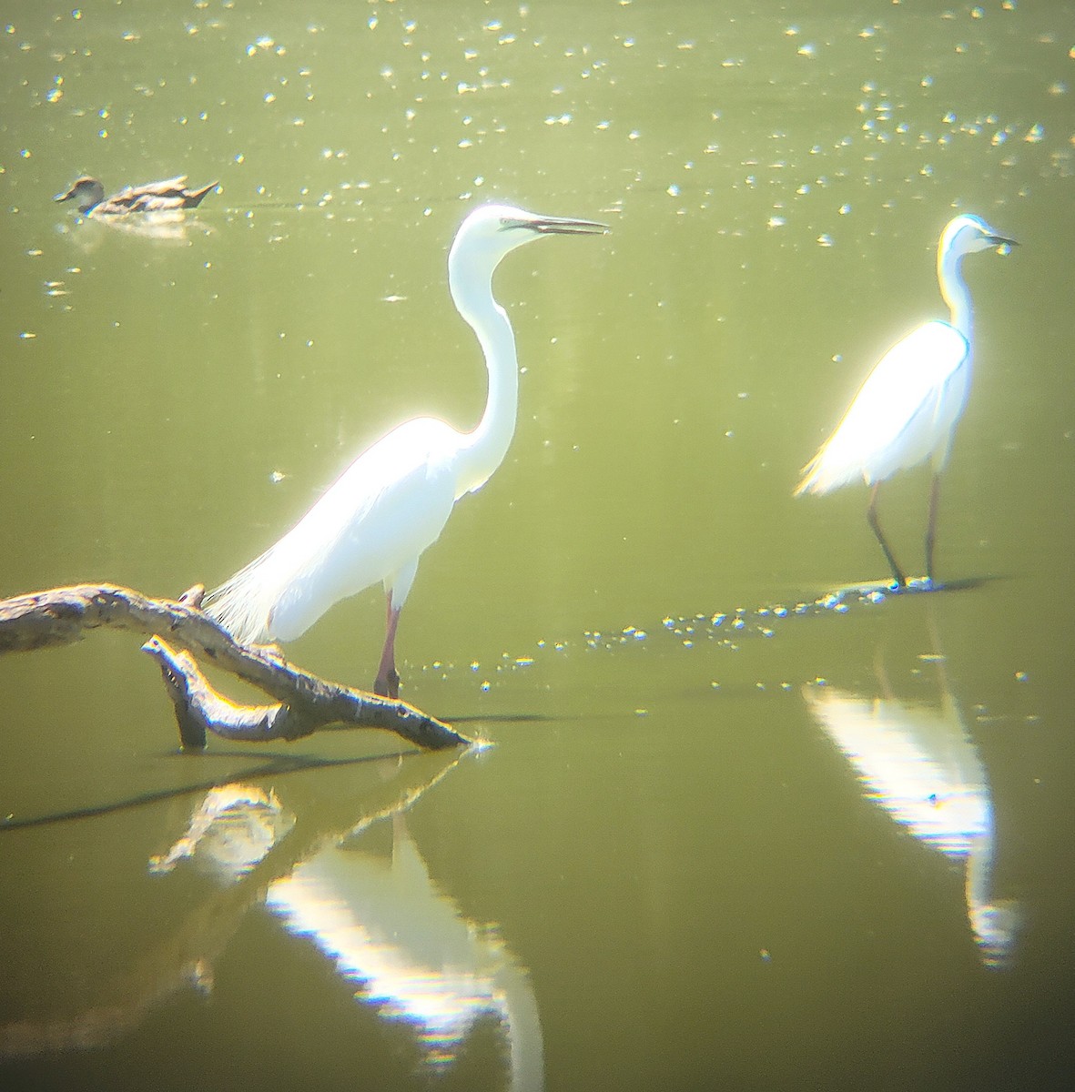 Koartza zuria - ML647120302