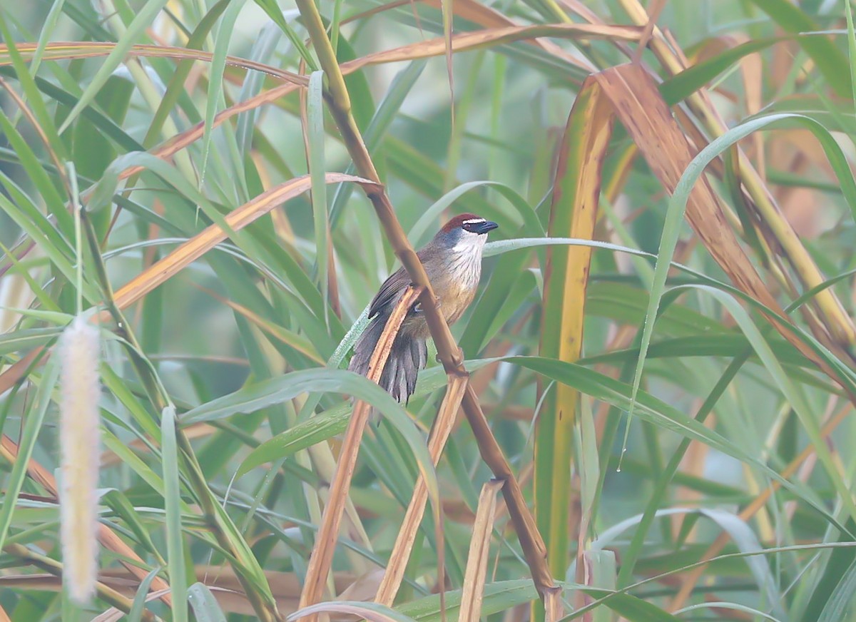 kastanjekronetimal - ML647120304