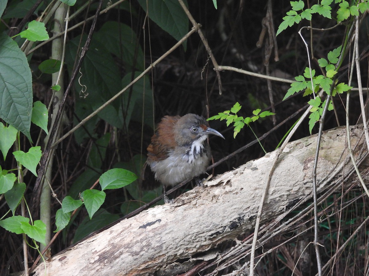 flekkbrystsigdtimal - ML647120306