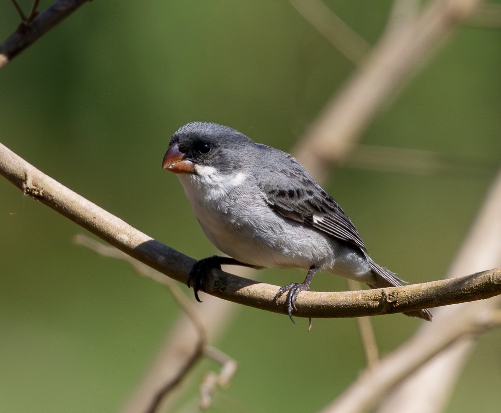 hvitbukfrøeter - ML647120309