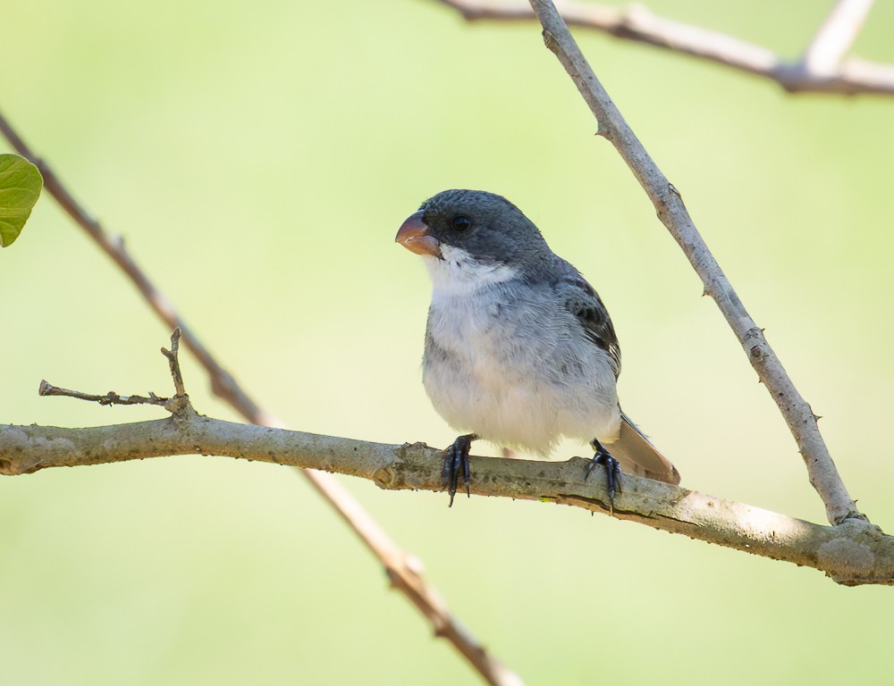 hvitbukfrøeter - ML647120310