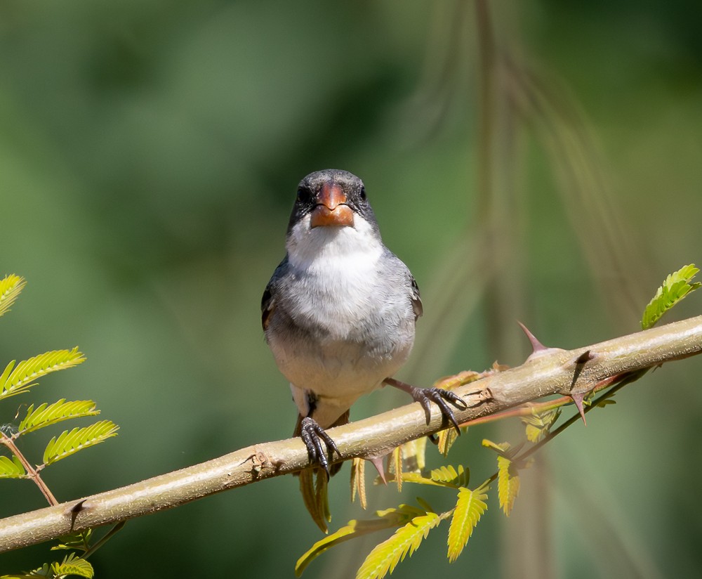 hvitbukfrøeter - ML647120311