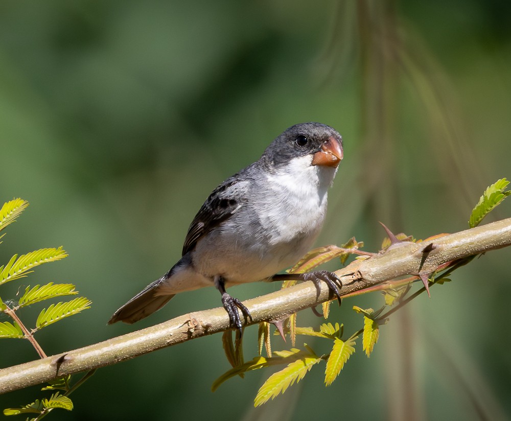 hvitbukfrøeter - ML647120312