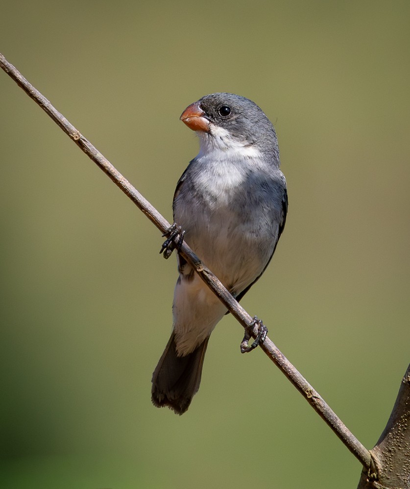 hvitbukfrøeter - ML647120313