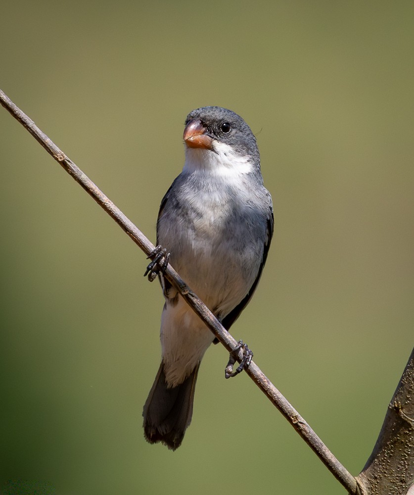 hvitbukfrøeter - ML647120314