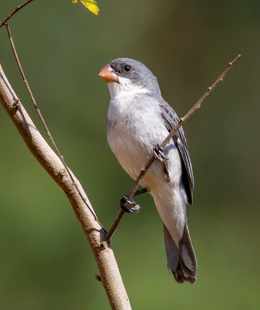 hvitbukfrøeter - ML647120315