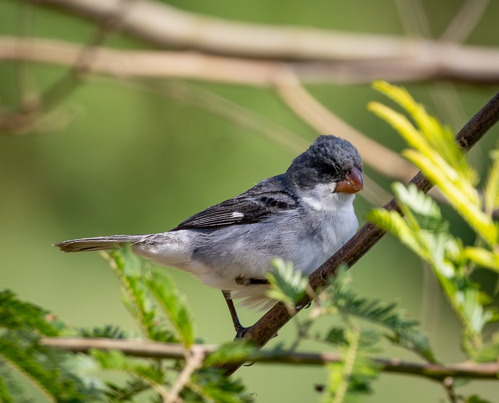 hvitbukfrøeter - ML647120316