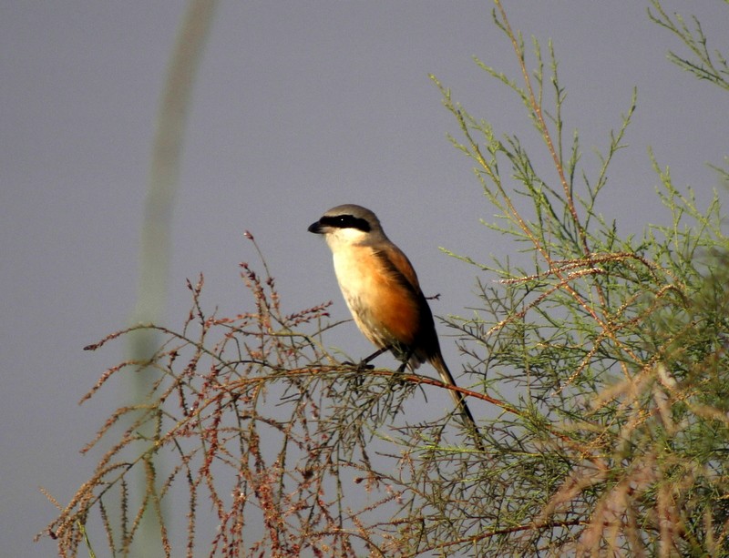 rustvarsler - ML647120317