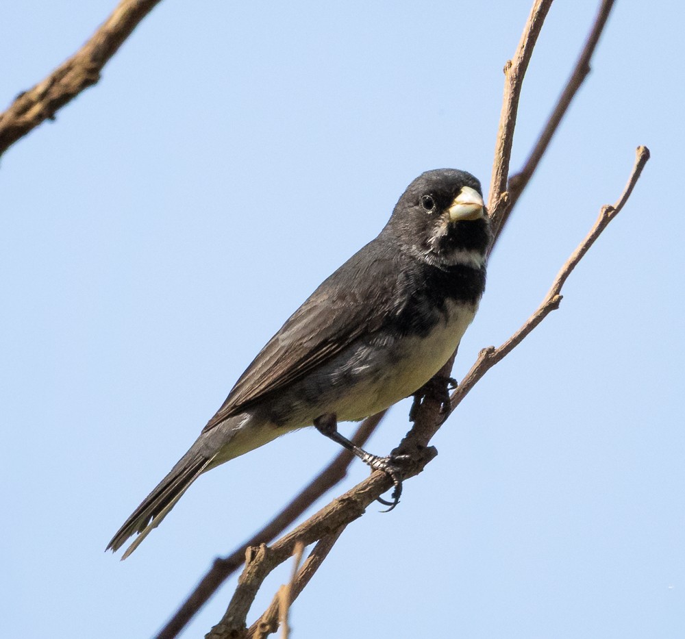 beltefrøeter - ML647120319