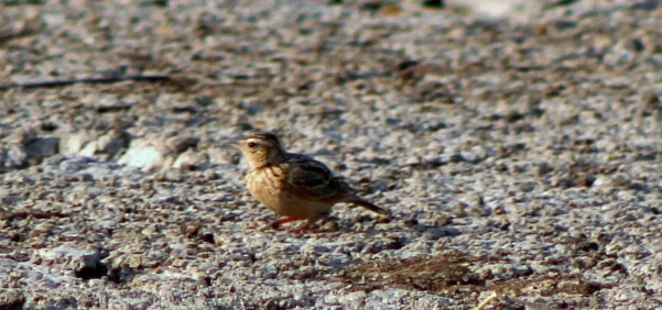 Oriental Skylark - ML647120321