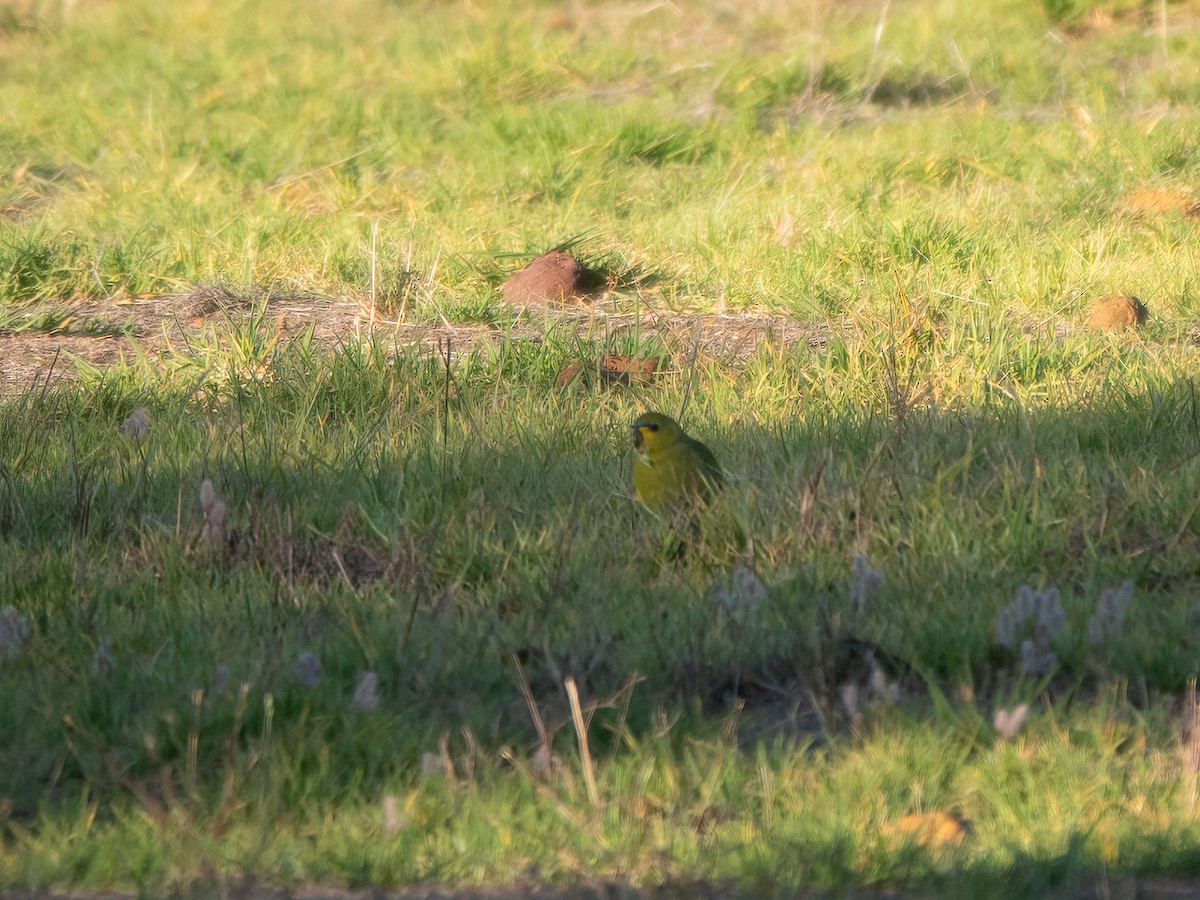 elegantparakitt - ML647120322