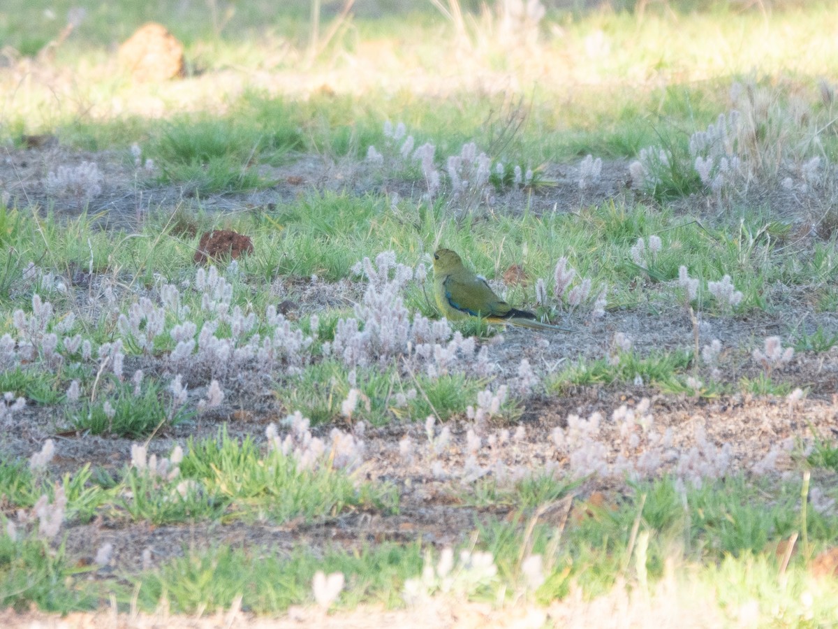 elegantparakitt - ML647120323