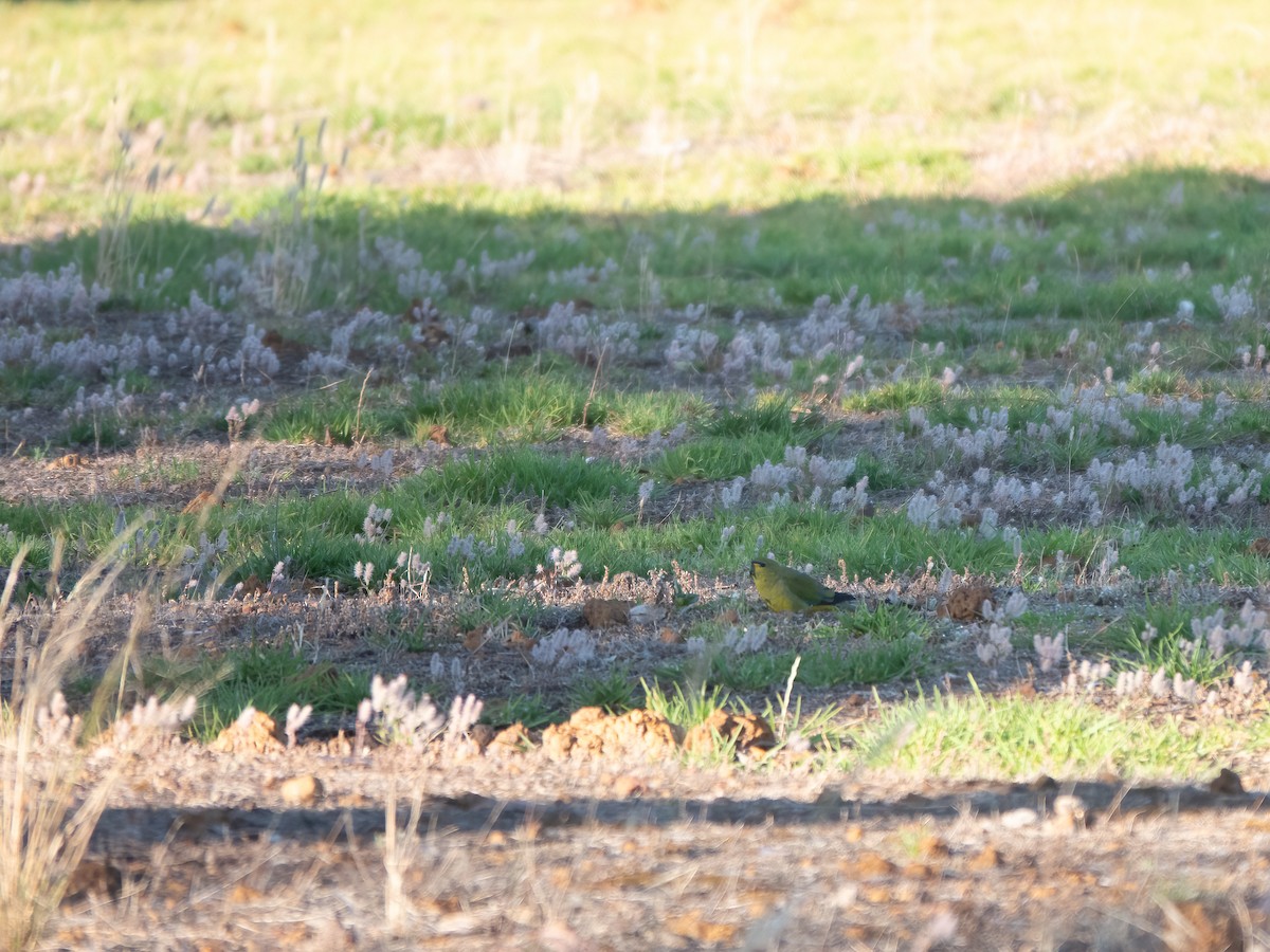 elegantparakitt - ML647120324