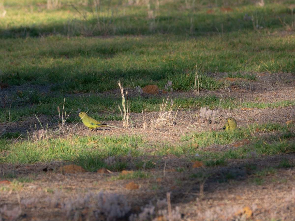 elegantparakitt - ML647120325