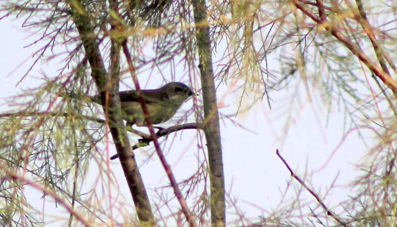 møller - ML647120326