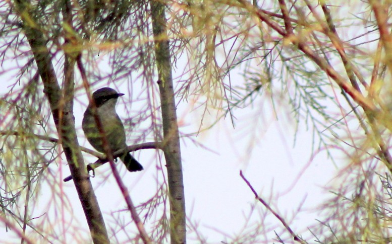 møller - ML647120327