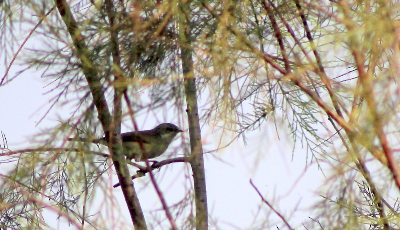 møller - ML647120328