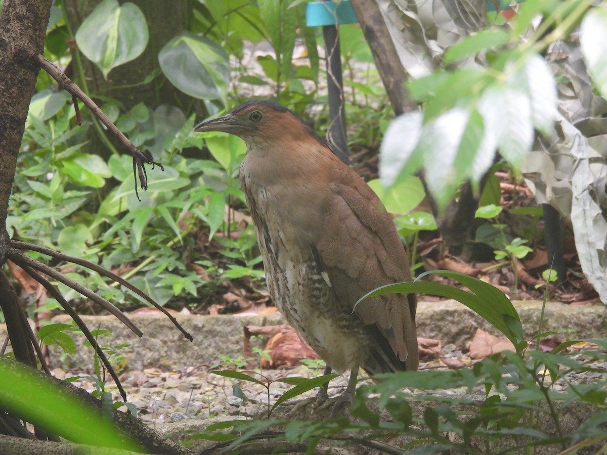 duskdverghegre - ML647120329