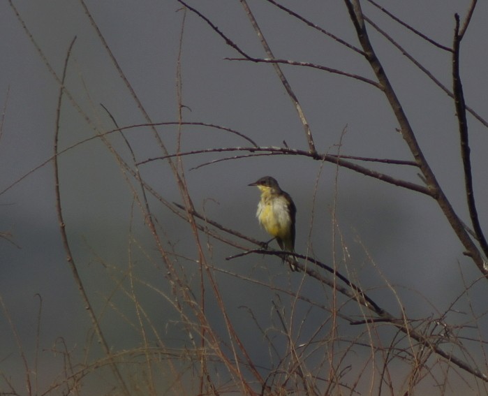 gulerle - ML647120330