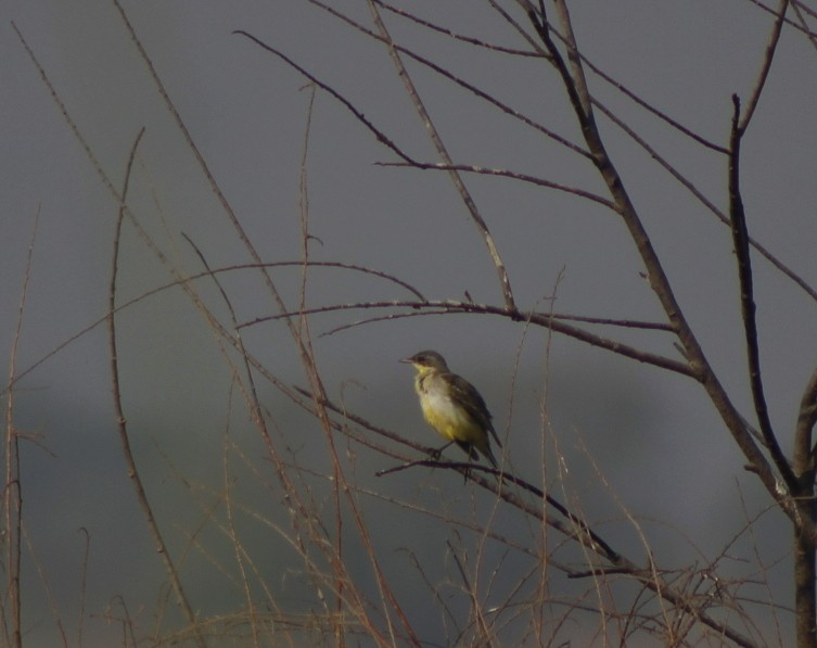 gulerle - ML647120331