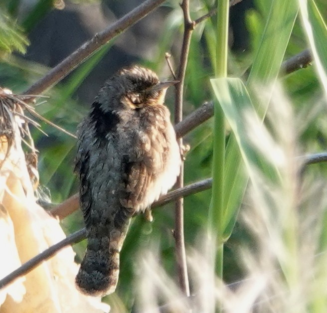 vendehals - ML647120332