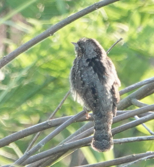 vendehals - ML647120333