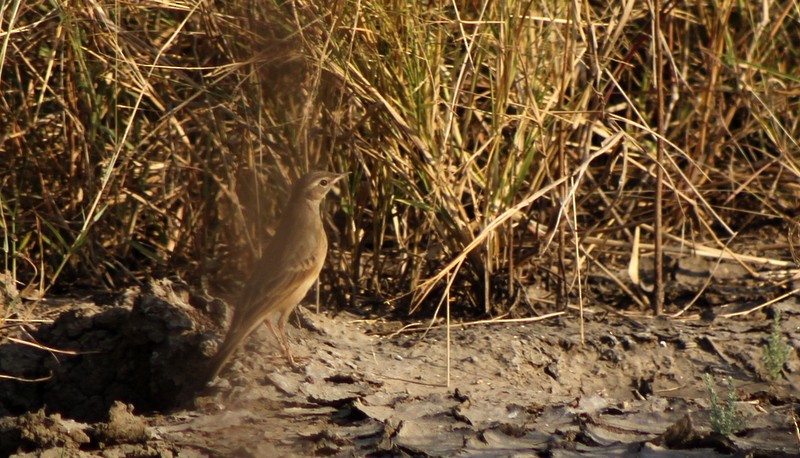 Long-billed Pipit - ML647120336