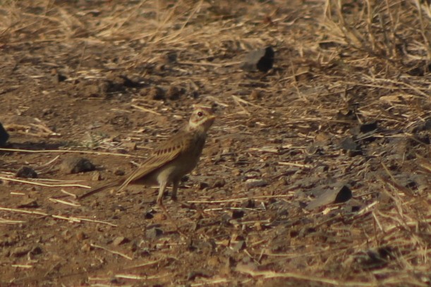 Tawny Pipit - ML647120340