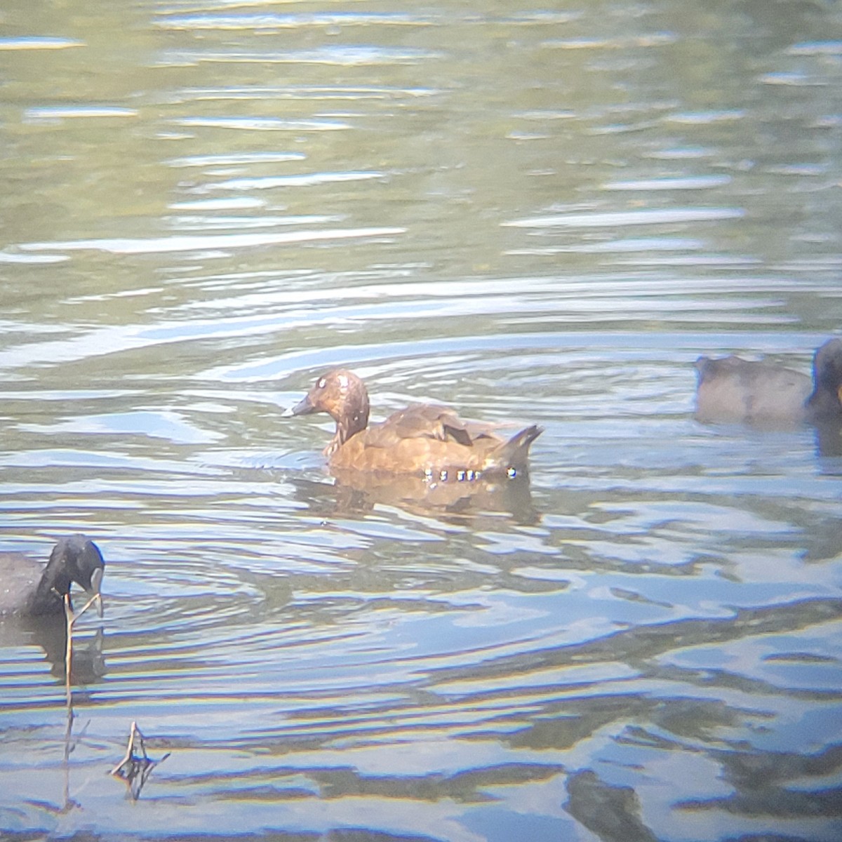 Hardhead - ML647120342