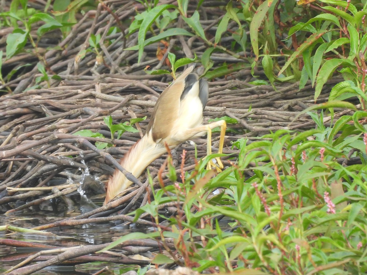 Yellow Bittern - ML647120345