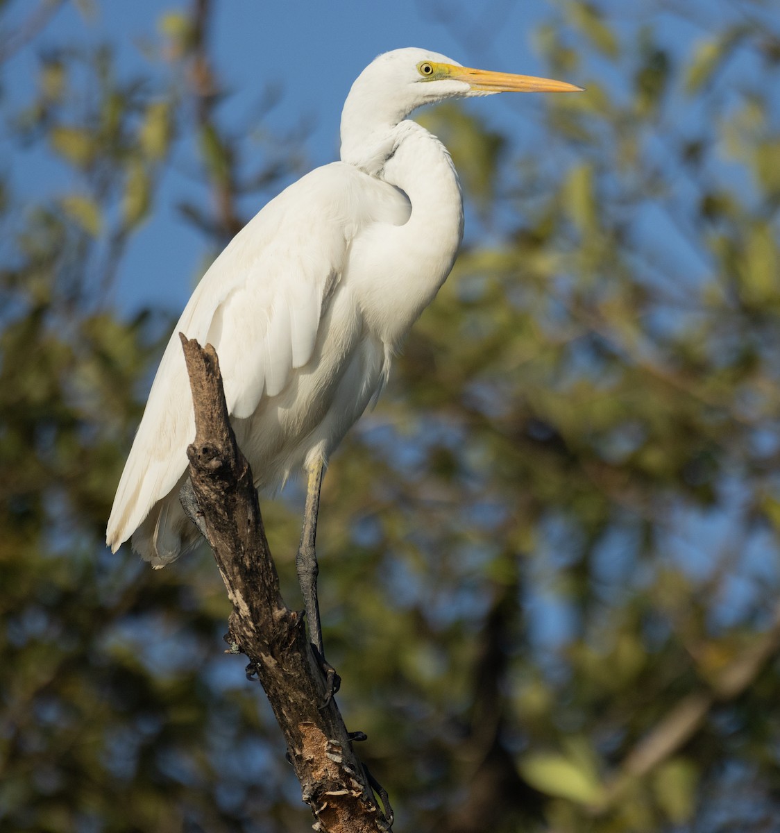 Koartza zuria - ML647120350