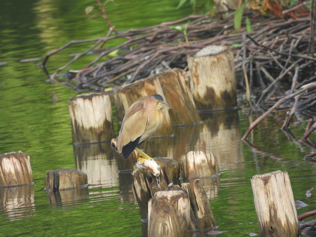 Yellow Bittern - ML647120354