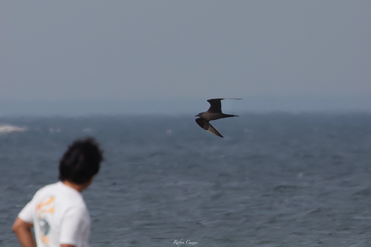 Parasitic Jaeger - ML647120357