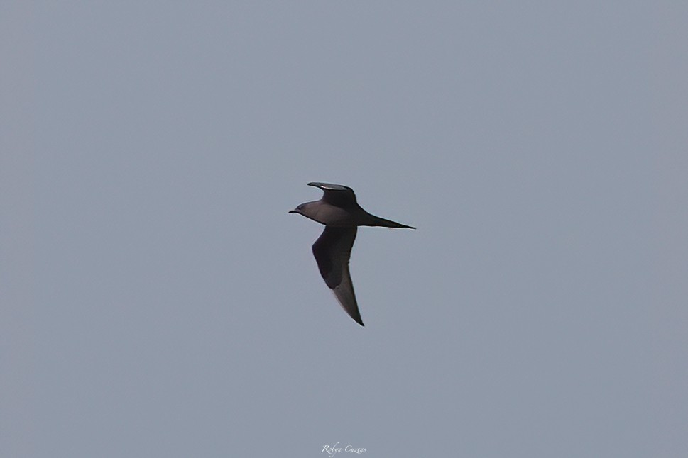 Parasitic Jaeger - ML647120360