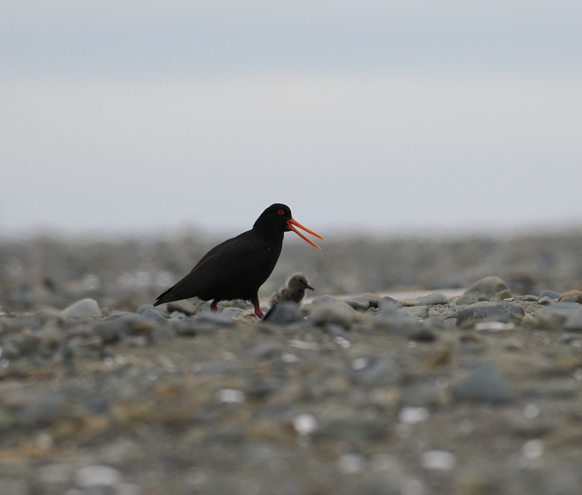 Variable Oystercatcher - ML647120366