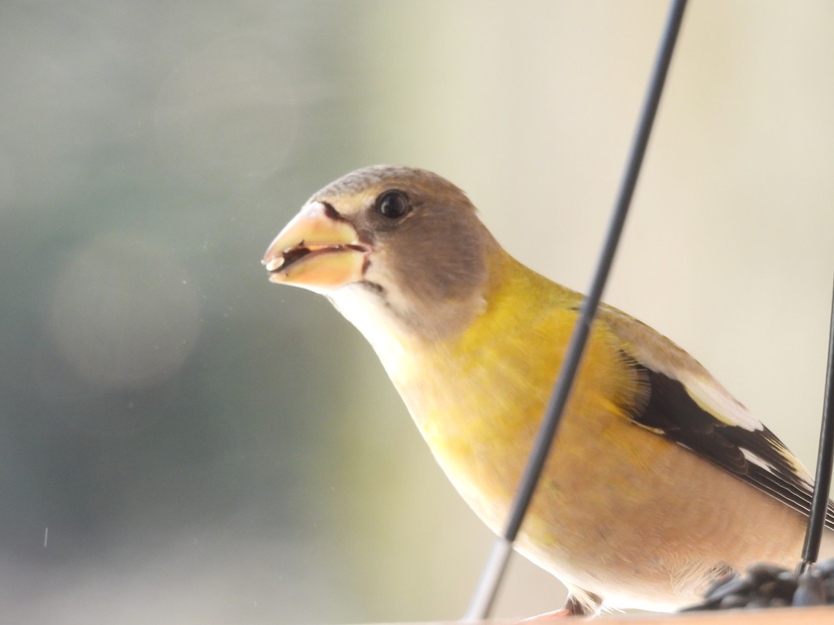 Evening Grosbeak - ML647120369
