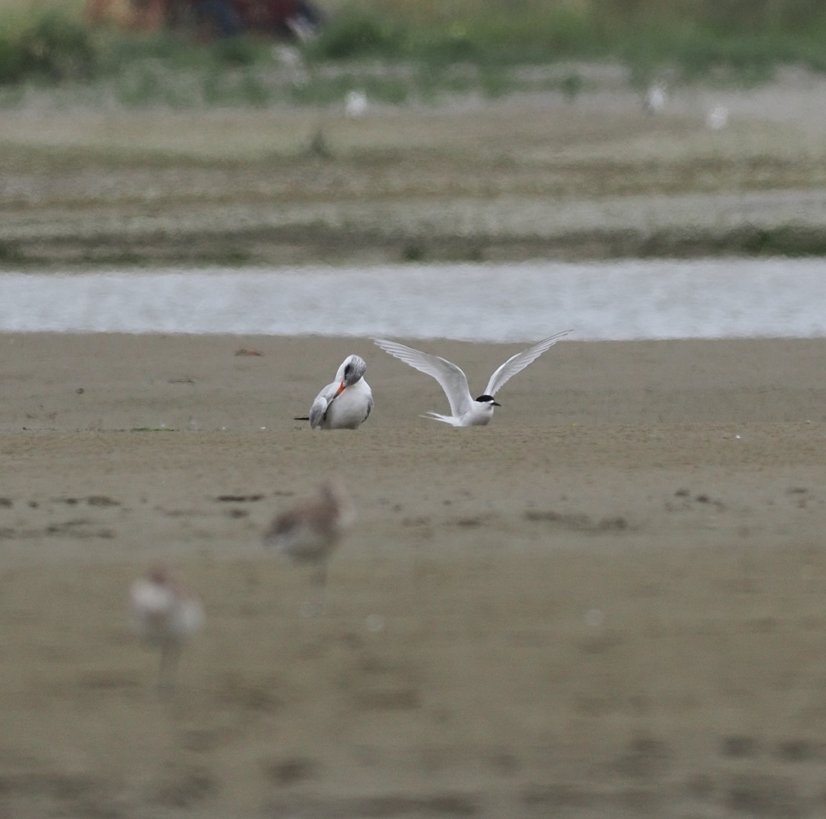 Caspian Tern - ML647120375