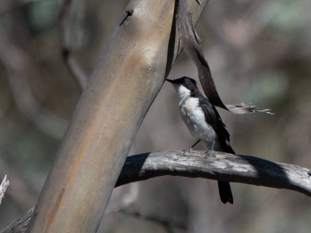 Restless Flycatcher - ML647120376