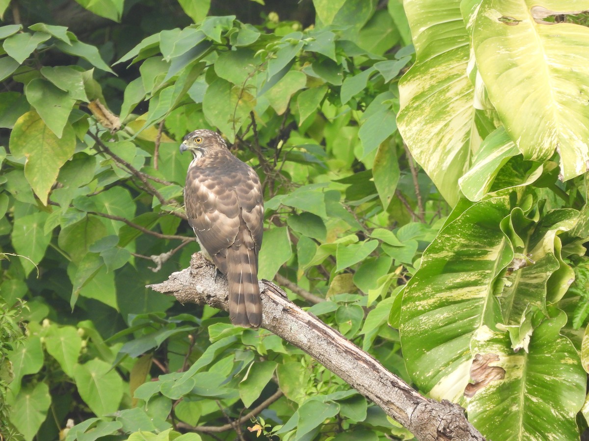 Crested Goshawk - ML647120377