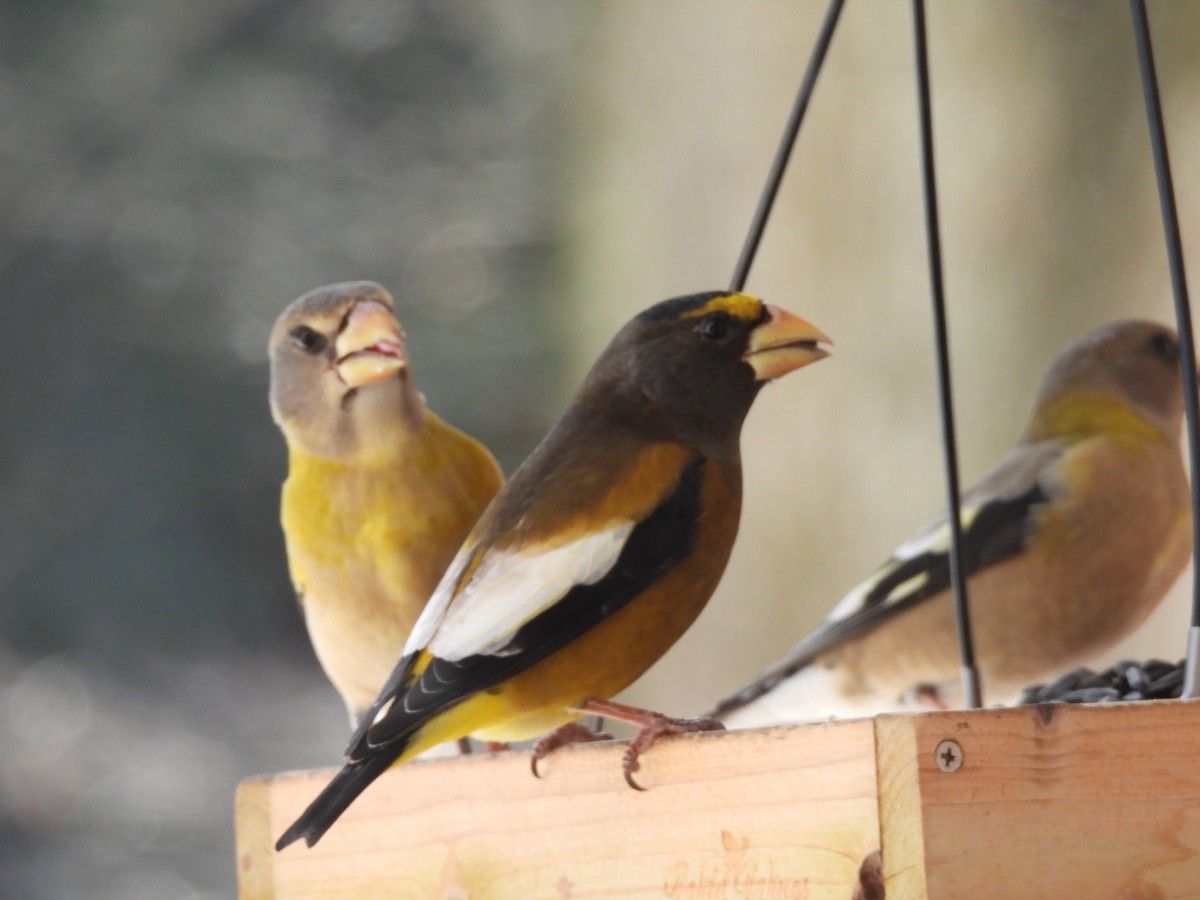 Evening Grosbeak - ML647120378