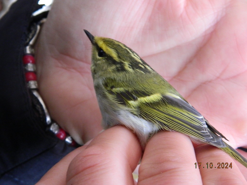Pallas's Leaf Warbler - ML647120383