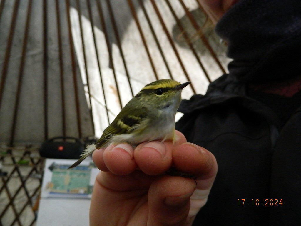 Pallas's Leaf Warbler - ML647120386