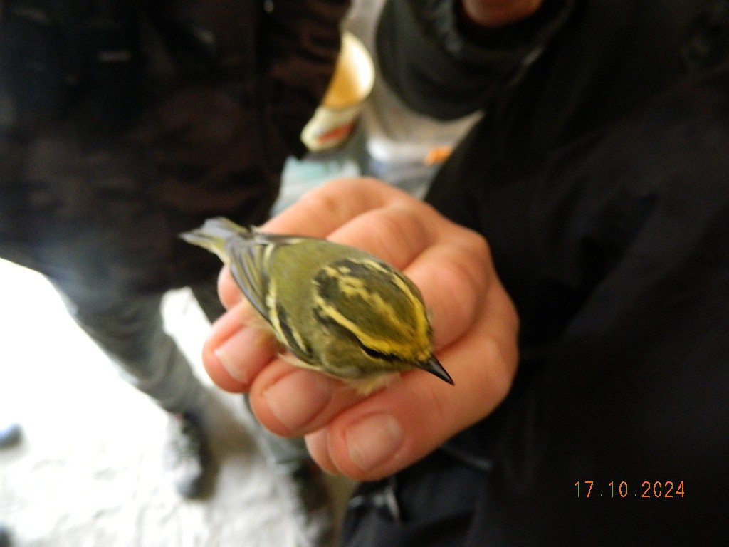 Pallas's Leaf Warbler - ML647120388