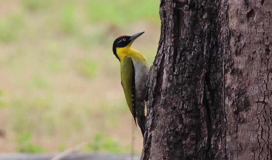 Black-headed Woodpecker - ML647120389