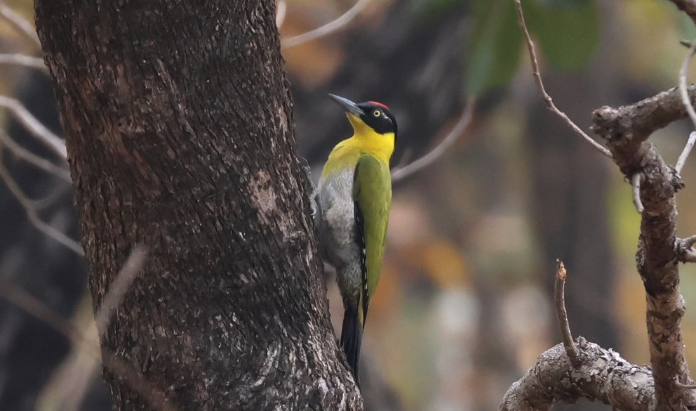 Black-headed Woodpecker - ML647120390