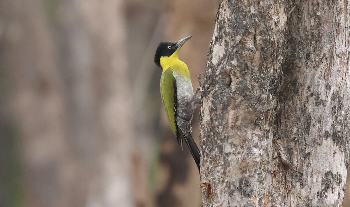 Black-headed Woodpecker - ML647120391