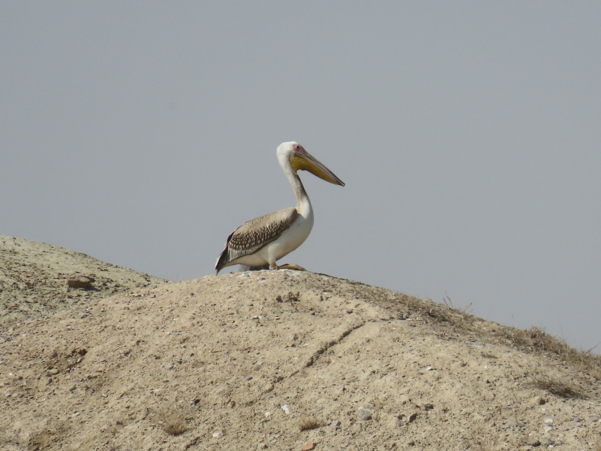 Great White Pelican - ML647120399
